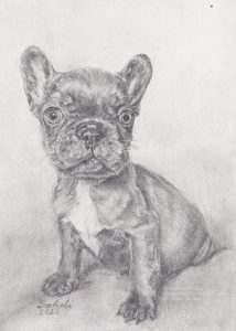 Pencil Drawing Bulldog Puppy