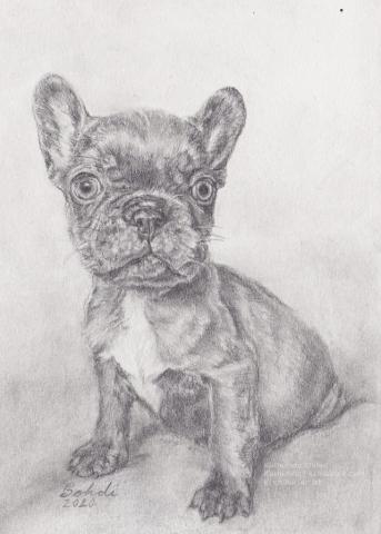 Pencil Drawing Bulldog Puppy