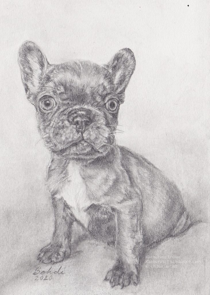 Pencil Drawing Bulldog Puppy