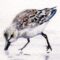 cropped sandpipers cropped watermarked.jpg