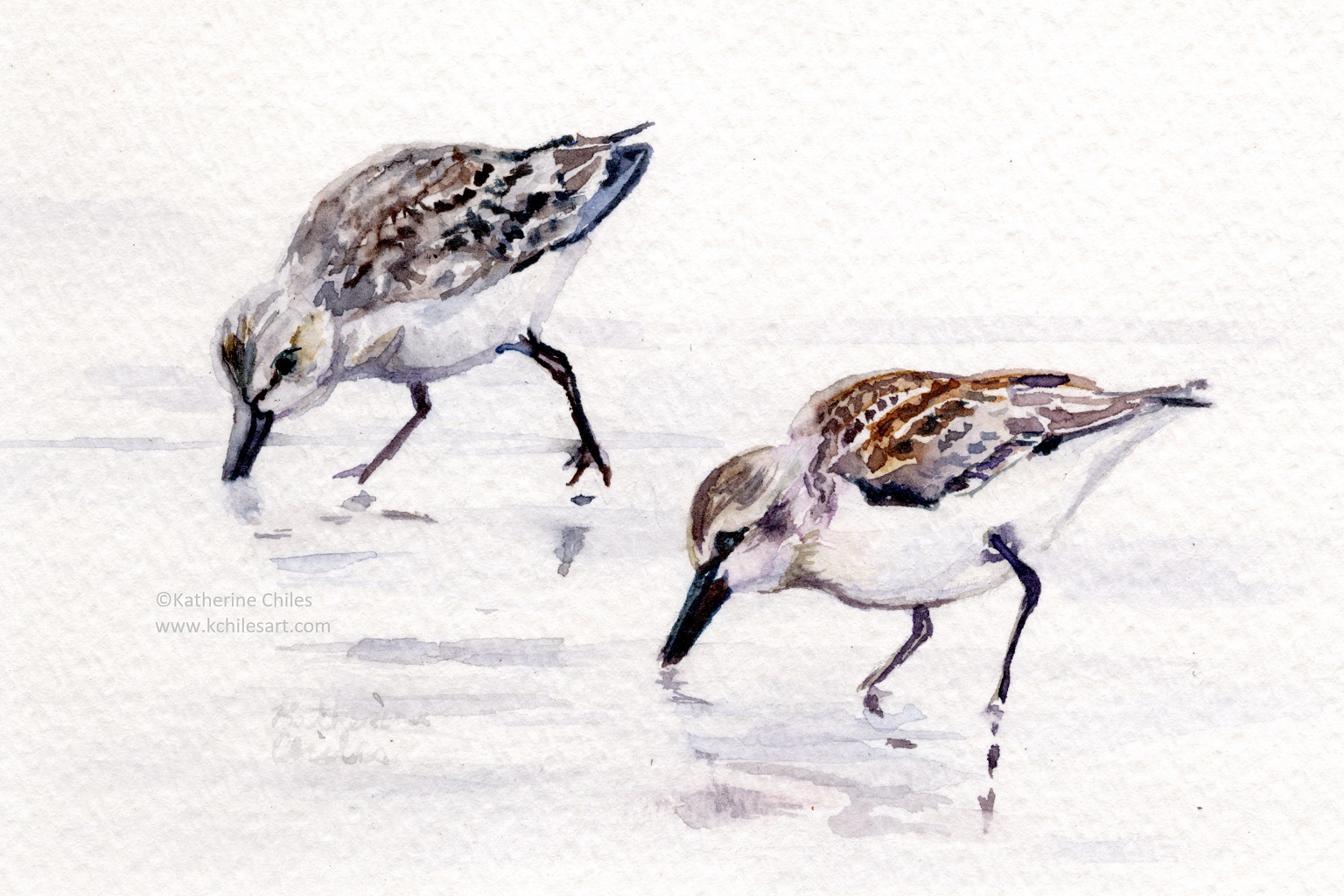 sandpipers cropped watermarked