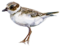 cropped plover cropped no background small.png